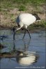 Sacred Ibis