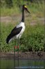 Saddle-billed Stork