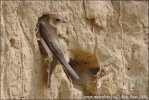 Sand Martin