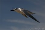 Sandwich Tern