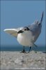 Sandwich Tern