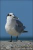 Sandwich Tern