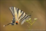 Scarce Swallowtail