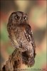 Scops Owl