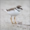 Semipalmated Plover