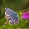 Silver-studded Blue