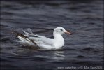 Slender-billed Gull