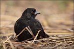 Small Ground-Finch