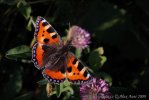 Small Tortoiseshell