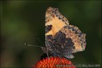 Small Tortoiseshell