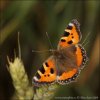 Small Tortoiseshell