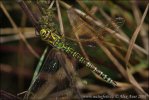 Southern Hawker