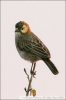 Speckle-fronted Weaver