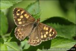 Speckled Wood