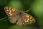 Speckled Wood