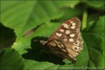 Speckled Wood