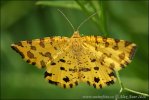 Speckled Yellow