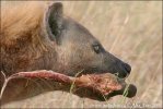 Spotted Hyaena