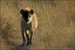 Spotted Hyaena