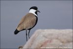 Spur-winged Plover