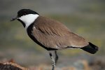 Spur-winged Plover