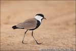 Spur-winged Plover