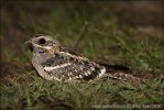 Square tailed Nightjar