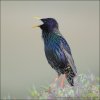 Starling