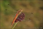 Steenrode heidelibel