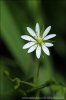 Stellaria graminea