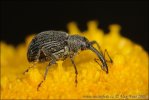 Strawberry blossom weevil