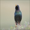 Sturnus vulgaris