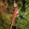 Sympetrum vulgatum