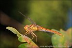 Sympetrum vulgatum