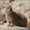 Syrian Hyrax