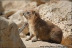 Syrian Hyrax