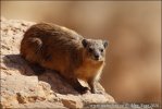 Syrian Hyrax