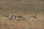 Thomsongazelle