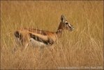 Thomson's Gazelle