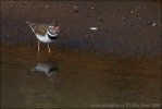 Three-banded Plover