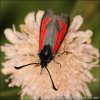 Transparent Burnet