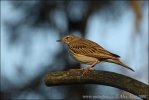 Tree Pipit