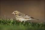 Tree Pipit