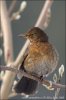 Turdus merula