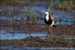 Vanneau à ailes blanches