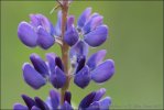 Vaste lupine