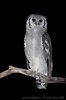 Verreaux's Eagle-Owl