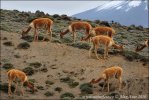 Vicuña