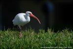 Vit ibis