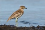 Water Thick-knee